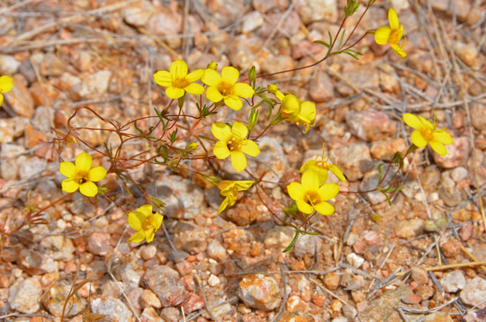 Leptosiphon aureus, Golden Desert-trumpets